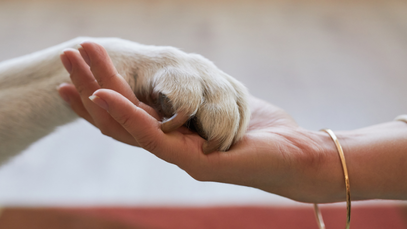 [Cães e gatos: por que a vida é muito melhor com eles?]